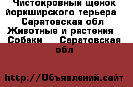 Чистокровный щенок йоркширского терьера - Саратовская обл. Животные и растения » Собаки   . Саратовская обл.